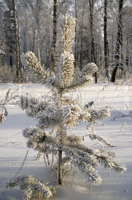 Snowy winter tree.