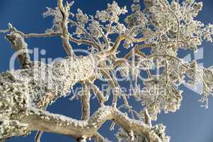 Snowy winter tree.