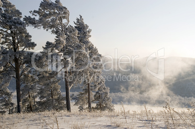 Winter scene