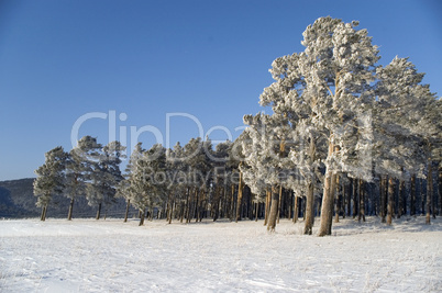 Winter landscape