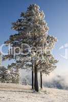 Snowy winter tree.