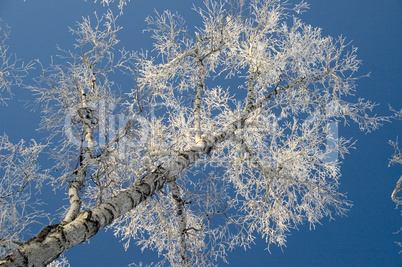 A lonely tree in snow.