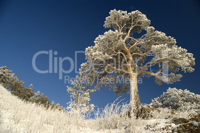 Snowy winter tree.