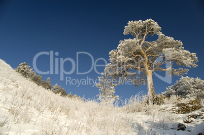 Snowy winter tree.