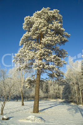 Lonely tree. Winter.