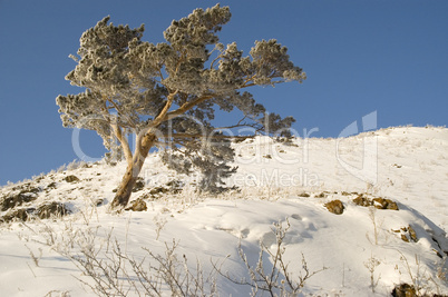 Snowy winter tree.