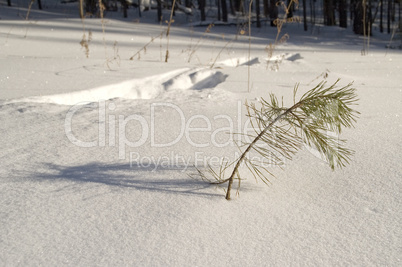 Traces on snow.