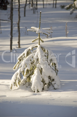 Snow winter trees.