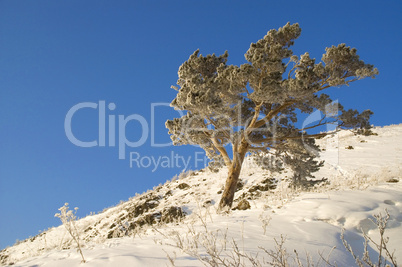 Snowy winter tree.