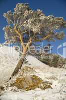 Snowy winter tree.