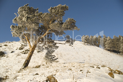 Snowy winter tree.