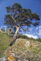 Blue sky and green tree.