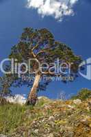 Blue sky and green tree.