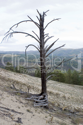 Dry tree.