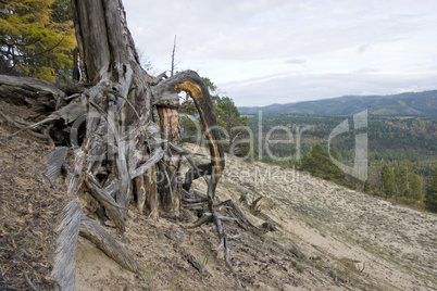 Roots of a dry tree.