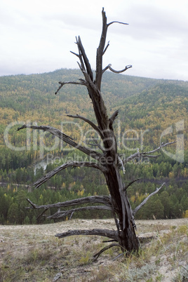 Dry tree.