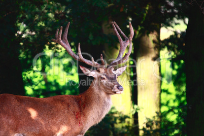 male deer