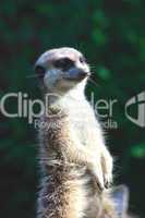 suricate portrait