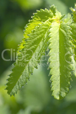 Rain-drops on the the fresh shoot