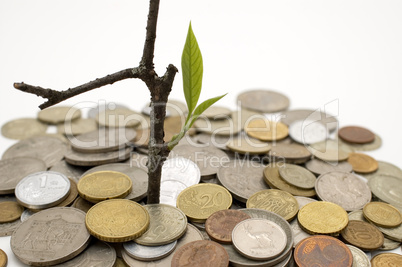 Coins and plant.