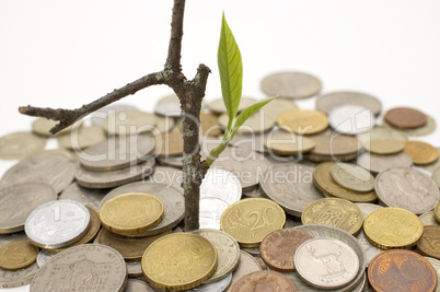 Coins and plant.