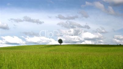 Landscape with single tree