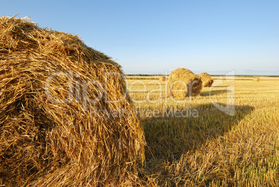 Wheat field