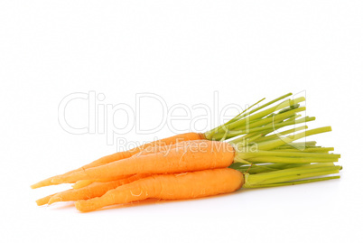 Young fresh carrot