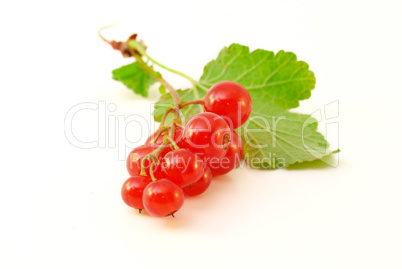 Red currant