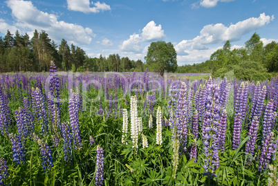 Lupine flowers in blue sky
