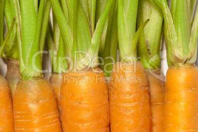 Young fresh carrots