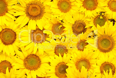 Sunflowers, oil and seeds