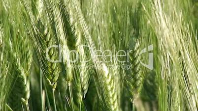 Green wheat ears spring on field