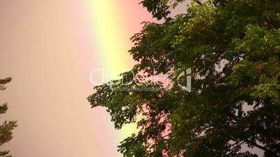 Rainbow in  branches of  tree