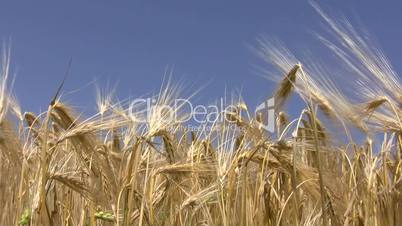 Wheat crop.