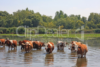 Cows at the watering hole