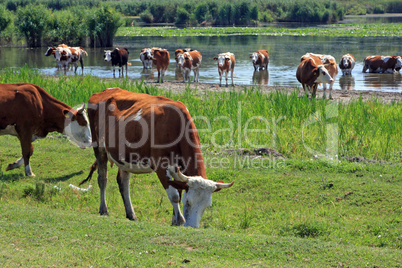 Cows at the watering hole