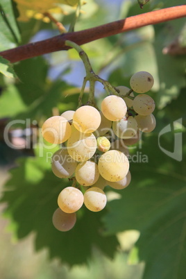 Healthy grapes in vineyard