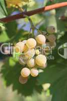 Healthy grapes in vineyard