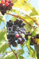 Healthy grapes in vineyard