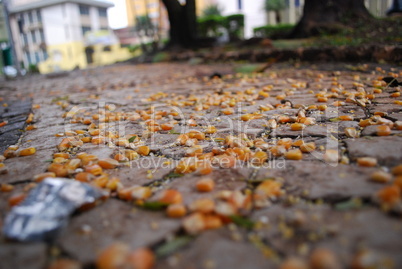 corn on the park