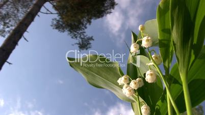 Lily of  valley
