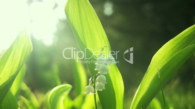 Lily  of  valley