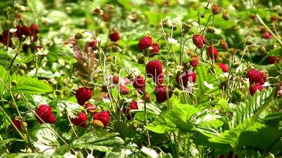 Strawberry field