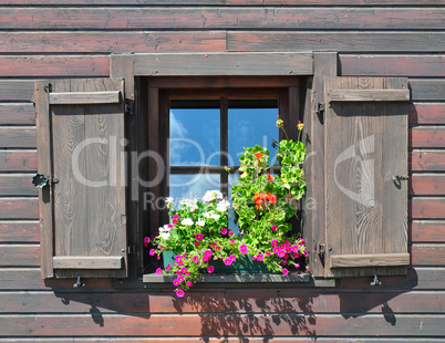 Geranien am Fenster