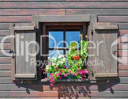 Geranien am Fenster