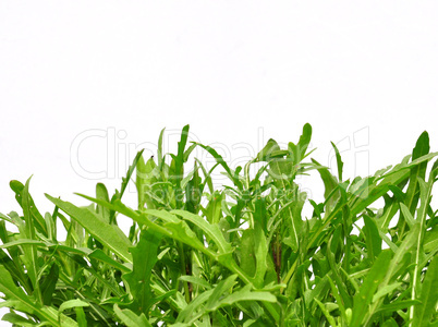 Rucola (Rauke)