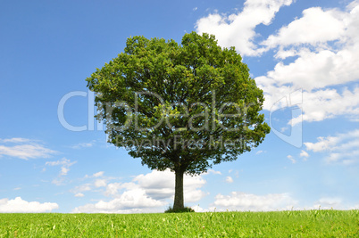 Einzelner Baum