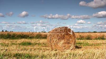 Ripe wheat field, agriculture, harvest