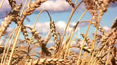 Ripe wheat against blue sky with clouds